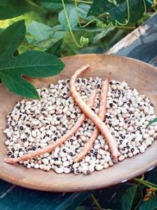 Unique Heirloom Beans: The Italian Dwarf Cowpea Image